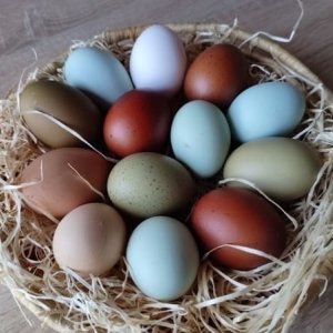 Eier In Allen Farben